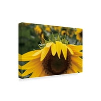 Zaštitni znak likovne umjetnosti' Single Sunflower ' Canvas Art by Brookview Studio