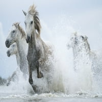 Bijeli konji Camarguea ponestaju vode; Camargue, Francuska, Robert Postma Design Pics